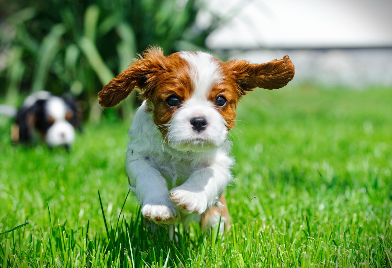 Puppies in Dog Day Care