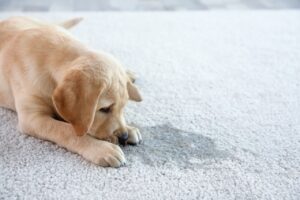How Stop Dog’s Weeing In House