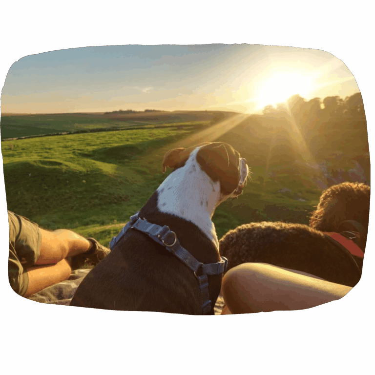 start a doggy daycare