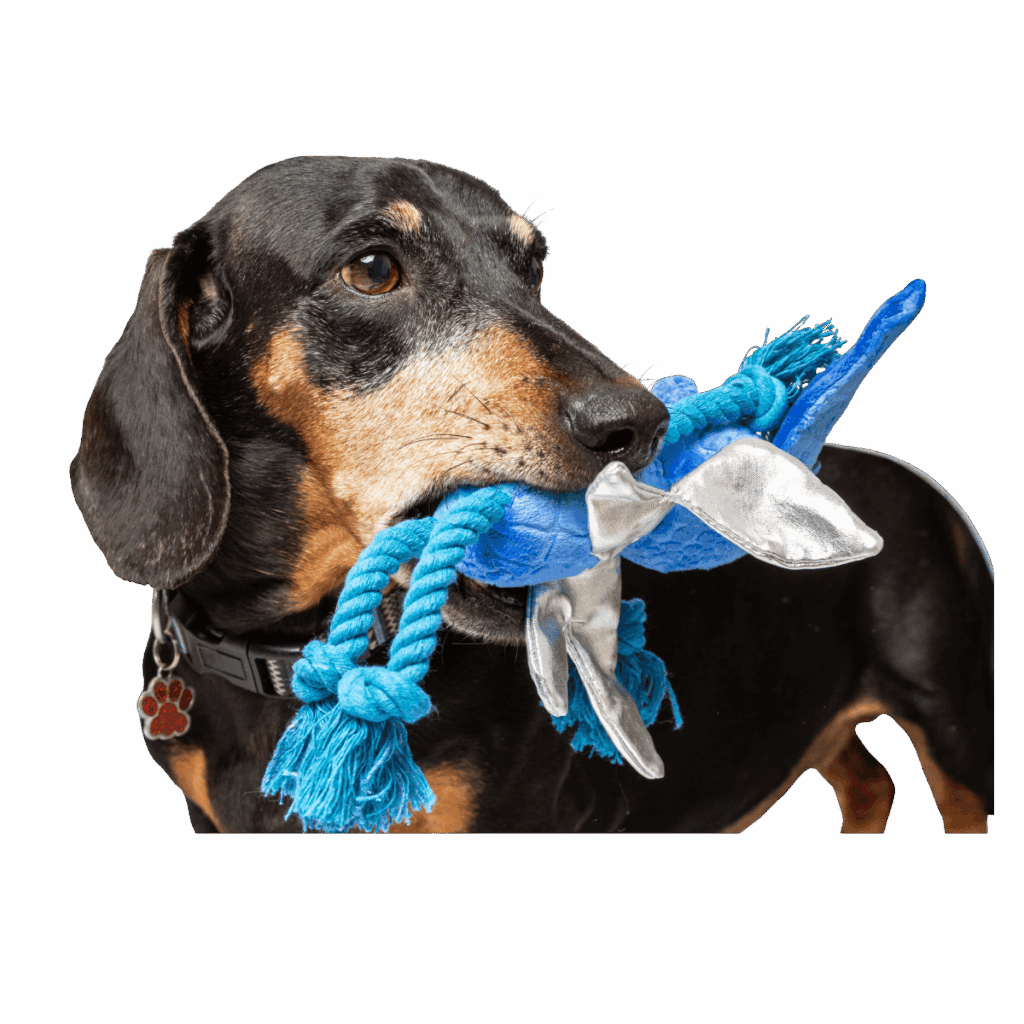 Blue Cornish Pixie Toy — photo 3