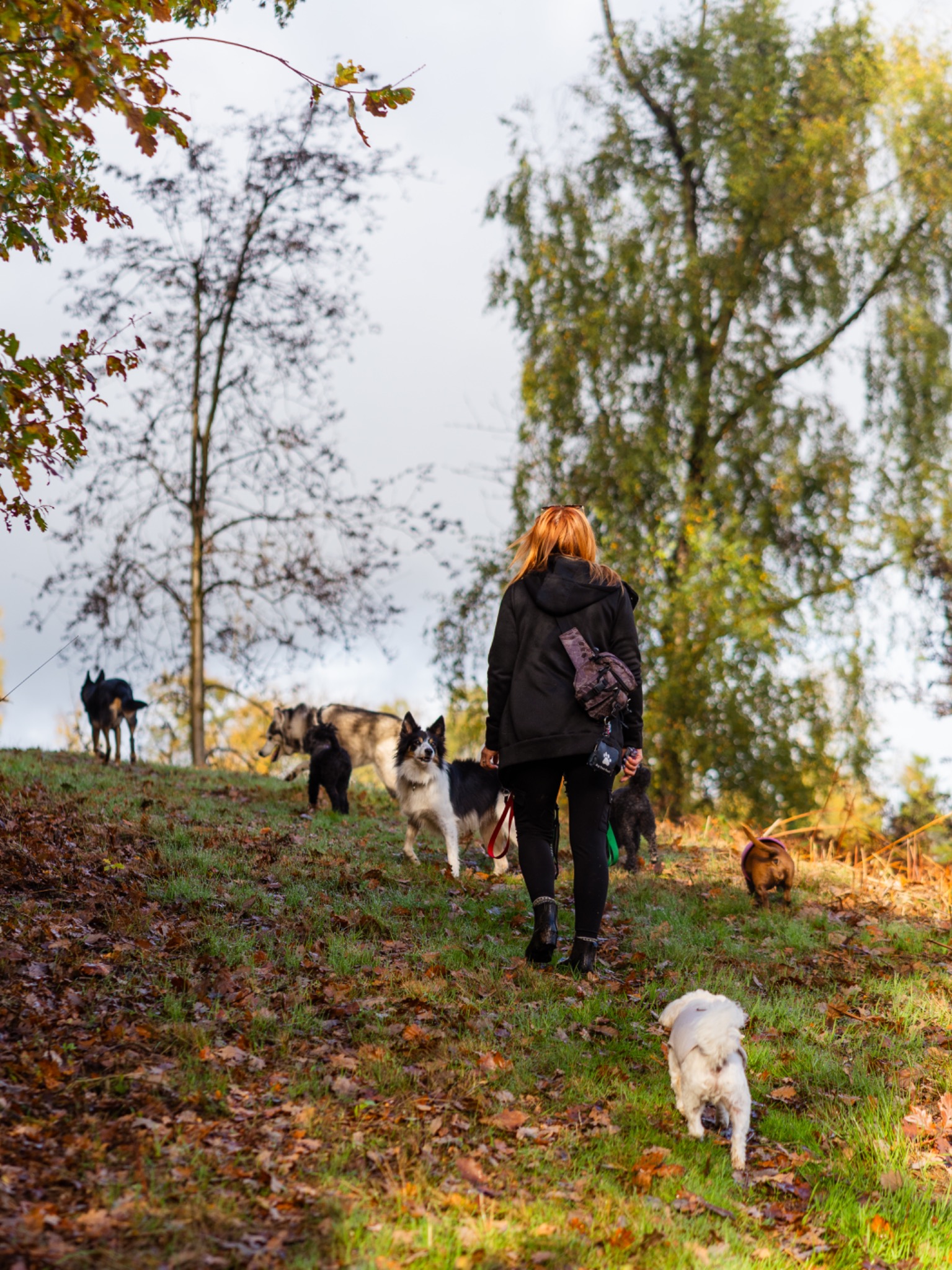 Laura walking the dogs through the woods